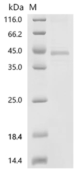Recombinant Chicken Protein Wnt-11 (WNT11)