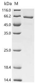 Recombinant Mouse Tryptophan--tRNA ligase, cytoplasmic (Wars1)