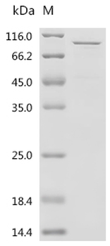 Recombinant Human Neurosecretory protein VGF (VGF)