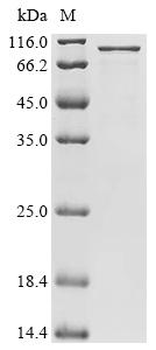 Recombinant Human Neurosecretory protein VGF (VGF)