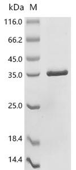 Recombinant Human Netrin receptor UNC5C (A150V), partial