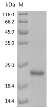 Recombinant Mouse Transforming growth factor beta-3 proprotein (Tgfb3), partial