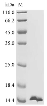 Recombinant Human Rho GTPase-activating protein 33 (ARHGAP33), partial