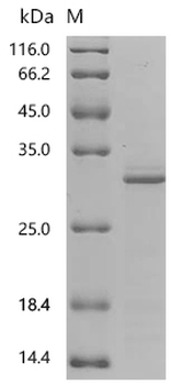 Recombinant Human Sigma non-opioid intracellular receptor 1 (SIGMAR1), partial