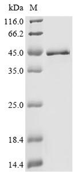Recombinant Human Serine/arginine-rich splicing factor 1 (SRSF1) (S199A,S227A,S234A,S238A)