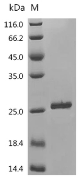 Recombinant Human Large ribosomal subunit protein eL31 (RPL31)