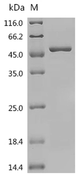 Recombinant Rat DNA polymerase beta (Polb)