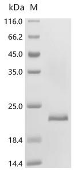 Recombinant Notechis scutatus scutatus Basic phospholipase A2 notechis II-5