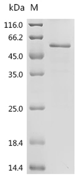 Recombinant Human Myc proto-oncogene protein (MYC)