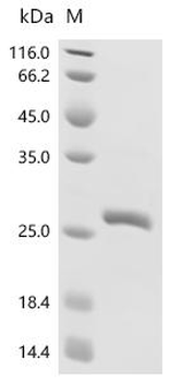 Recombinant Human GTPase KRas (KRAS) (G12C), partial