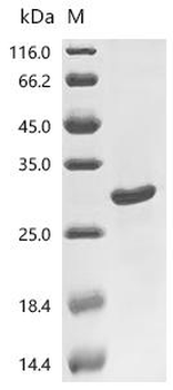 Recombinant Human GTPase KRas (KRAS) (G12C), partial
