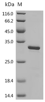 Recombinant Mouse Indian hedgehog protein (Ihh), partial