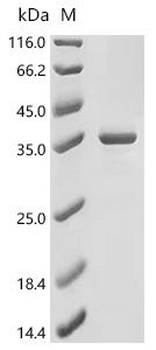 Recombinant Human DNA-binding protein inhibitor ID-3 (ID3)