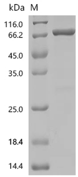 Recombinant Human GTPase HRas (HRAS), partial, Biotinylated