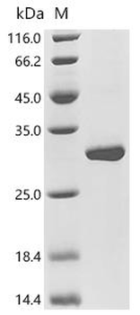 Recombinant Human Hepatocyte nuclear factor 4-alpha (HNF4A), partial