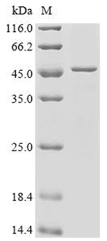 Recombinant Mouse Hyaluronan and proteoglycan link protein 1 (Hapln1)