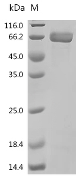 Recombinant Human Metabotropic glutamate receptor 5 (GRM5), partial