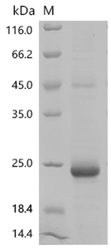 Recombinant Mouse Growth/differentiation factor 9 (Gdf9)