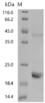 Recombinant Mouse Growth/differentiation factor 11 (Gdf11)
