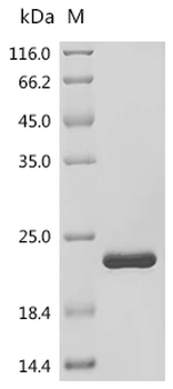 Recombinant Human Fibroblast growth factor 1 (FGF1)