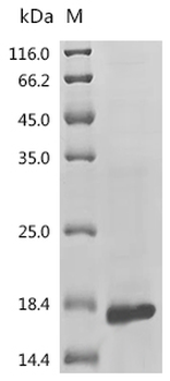 Recombinant Mouse Endothelin-2 (Edn2), partial
