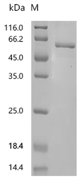 Recombinant Mouse L-dopachrome tautomerase (Dct), partial