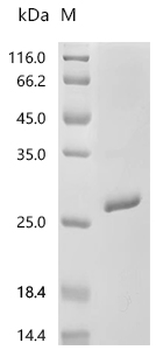 Recombinant Human Neuronal acetylcholine receptor subunit alpha-7 (CHRNA7), partial