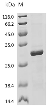 Recombinant Mouse Bone morphogenetic protein 6 (Bmp6)