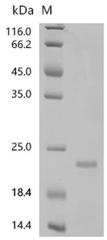 Recombinant Mouse Bone morphogenetic protein 4 (Bmp4)