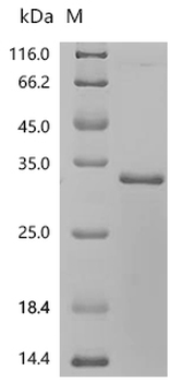 Recombinant Human Bcl-2-like protein 1(BCL2L1), partial