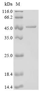 Recombinant Human Branched-chain-amino-acid aminotransferase, mitochondrial (BCAT2) (L39K)