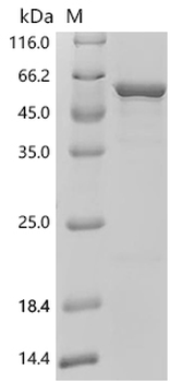 Recombinant Human Sodium/potassium-transporting ATPase subunit alpha-2 (ATP1A2), partial
