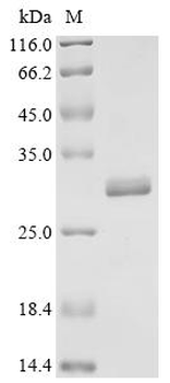Recombinant Human Aquaporin-4 (AQP4), partial, Biotinylated