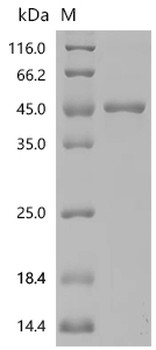 Recombinant Human Aflatoxin B1 aldehyde reductase member 2 (AKR7A2)