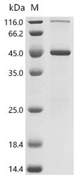 Recombinant Mouse Proton-activated chloride channel (Pacc1)