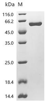 Recombinant Human TATA-binding protein-associated factor 2N (TAF15), partial