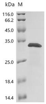 Recombinant Human TATA-binding protein-associated factor 2N (TAF15), partial