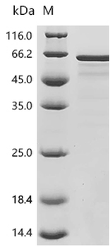 Recombinant Human TATA-binding protein-associated factor 2N (TAF15), partial