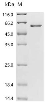 Recombinant Mouse SH3 and cysteine-rich domain-containing protein 3 (Stac3)