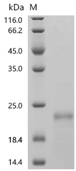 Recombinant Human Solute carrier organic anion transporter family member 1A2 (SLCO1A2), partial