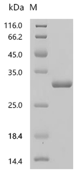 Recombinant Mouse COMM domain-containing protein 9 (Commd9)