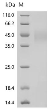 Recombinant Human Fibroblast growth factor receptor 2(FGFR2), partial