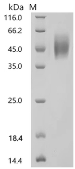Recombinant Human Fibroblast growth factor receptor 2(FGFR2), partial