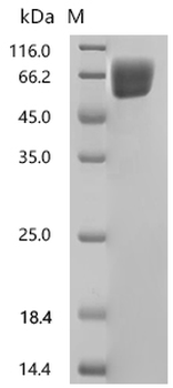 Recombinant Human Fibroblast growth factor receptor 2(FGFR2), partial