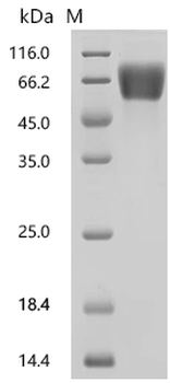 Recombinant Human Fibroblast growth factor receptor 2(FGFR2), partial