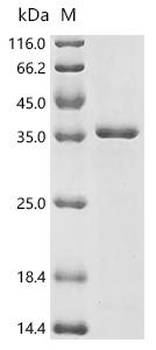 Recombinant Human Gamma-aminobutyric acid receptor subunit alpha-3 (GABRA3), partial