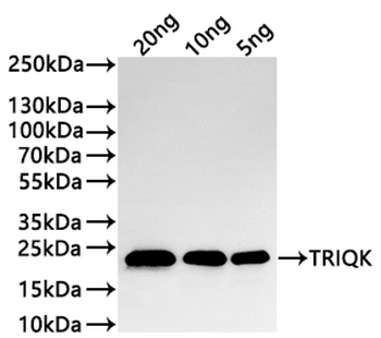 TRIQK Antibody