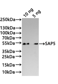 SAP5 Antibody