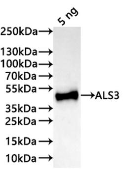 ALS3 Antibody