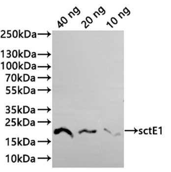 sctE1 Antibody